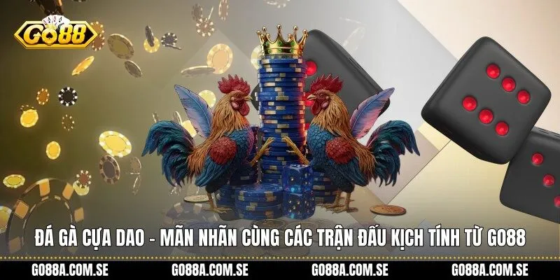 Đá gà cựa dao
