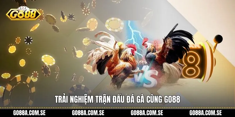 Trải nghiệm trận đấu Đá Gà cùng Go88